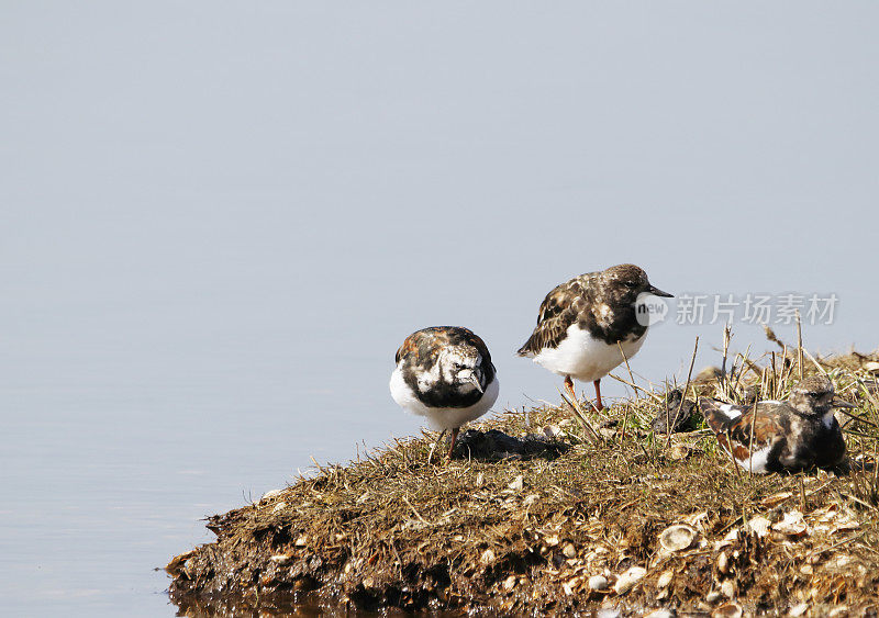 红润Turnstone (Arenaria解释)部分在夏季羽毛